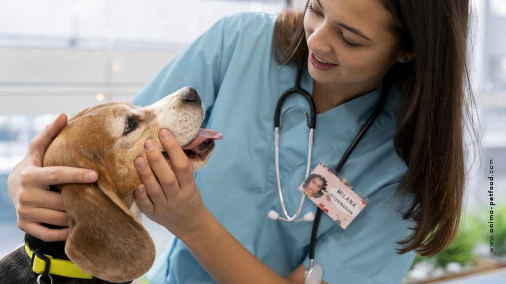 pourquoi-le-nez-de-mon-chien-coule-t-il